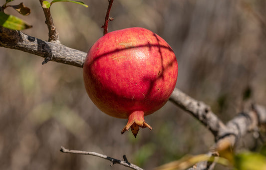 Pomegranate: The Natural Skincare Superfood