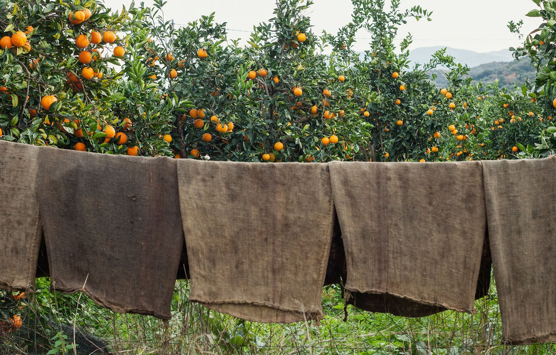 The Non-Negotiable Power of Vitamin C