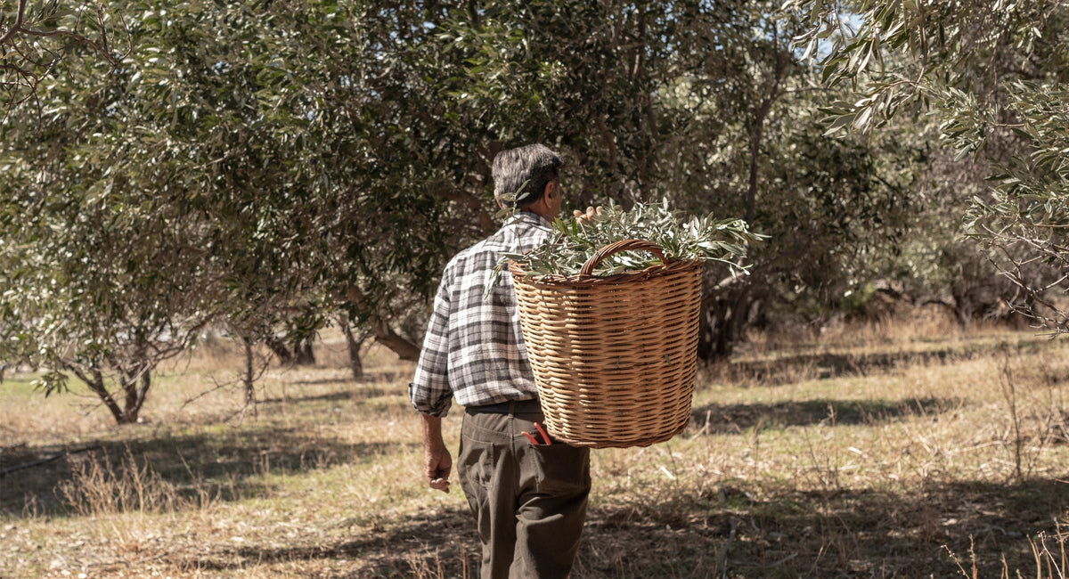 Seed to Skin and Back: Sustainable Farming