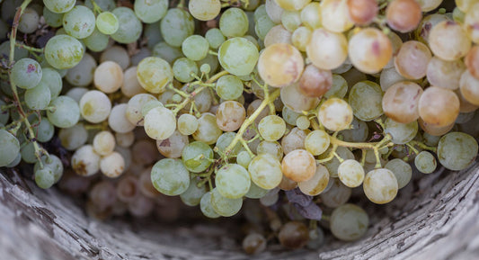 Nature's Skin Renewal Savior: The Santorini Grape