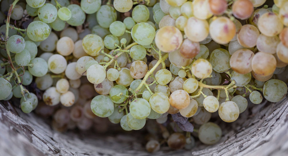 Nature's Skin Renewal Savior: The Santorini Grape