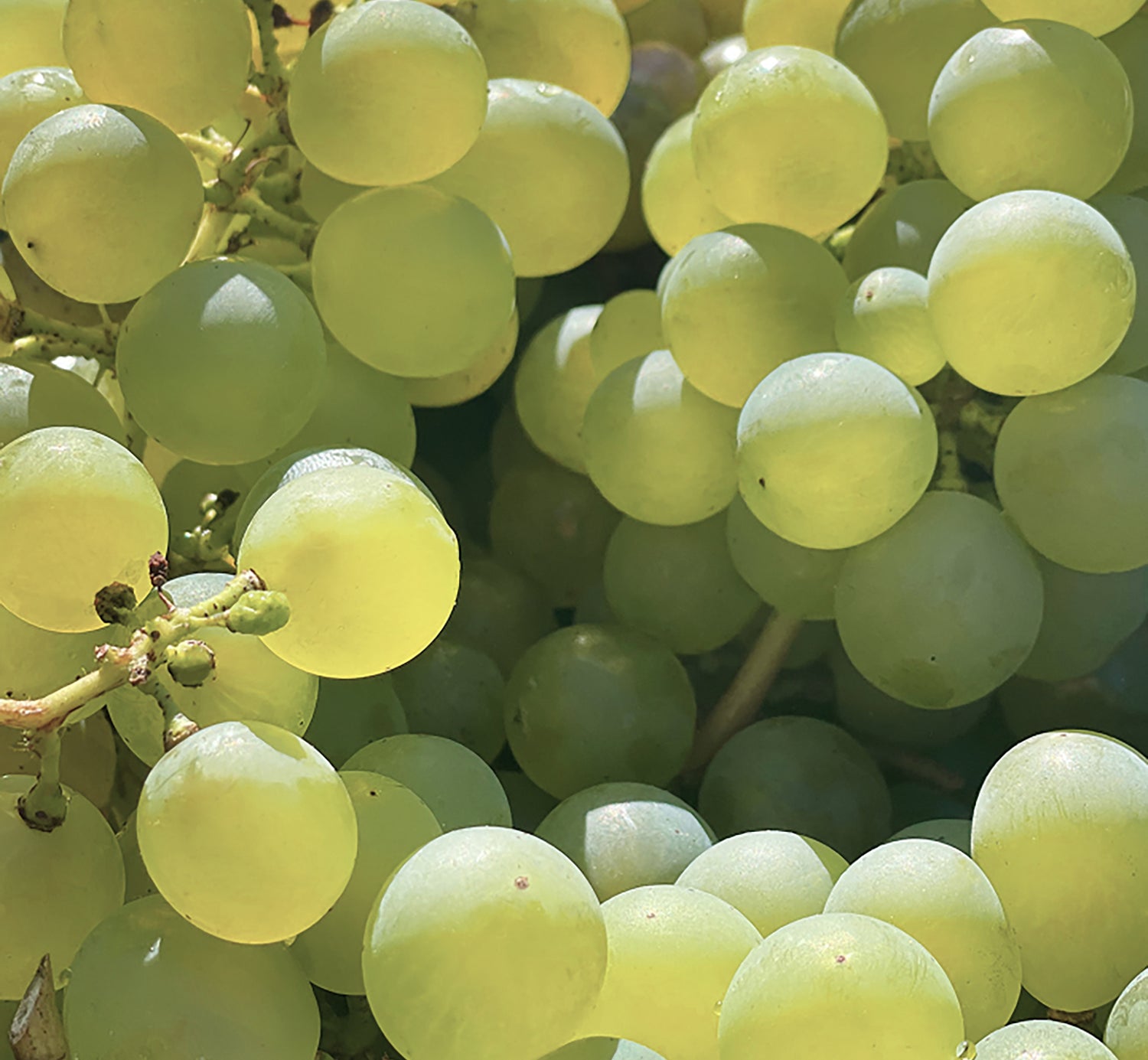 Santorini Grape Poreless Skin Perfecting Toner Skincare Korres