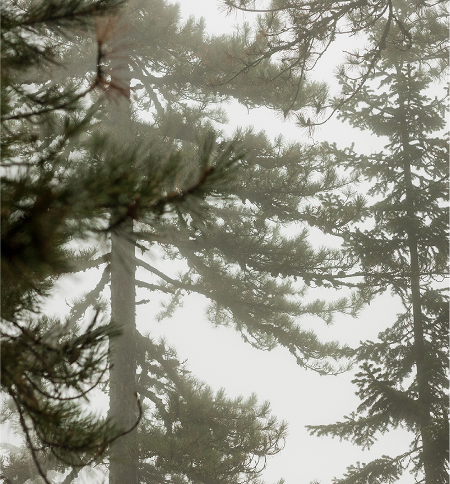 Black Pine