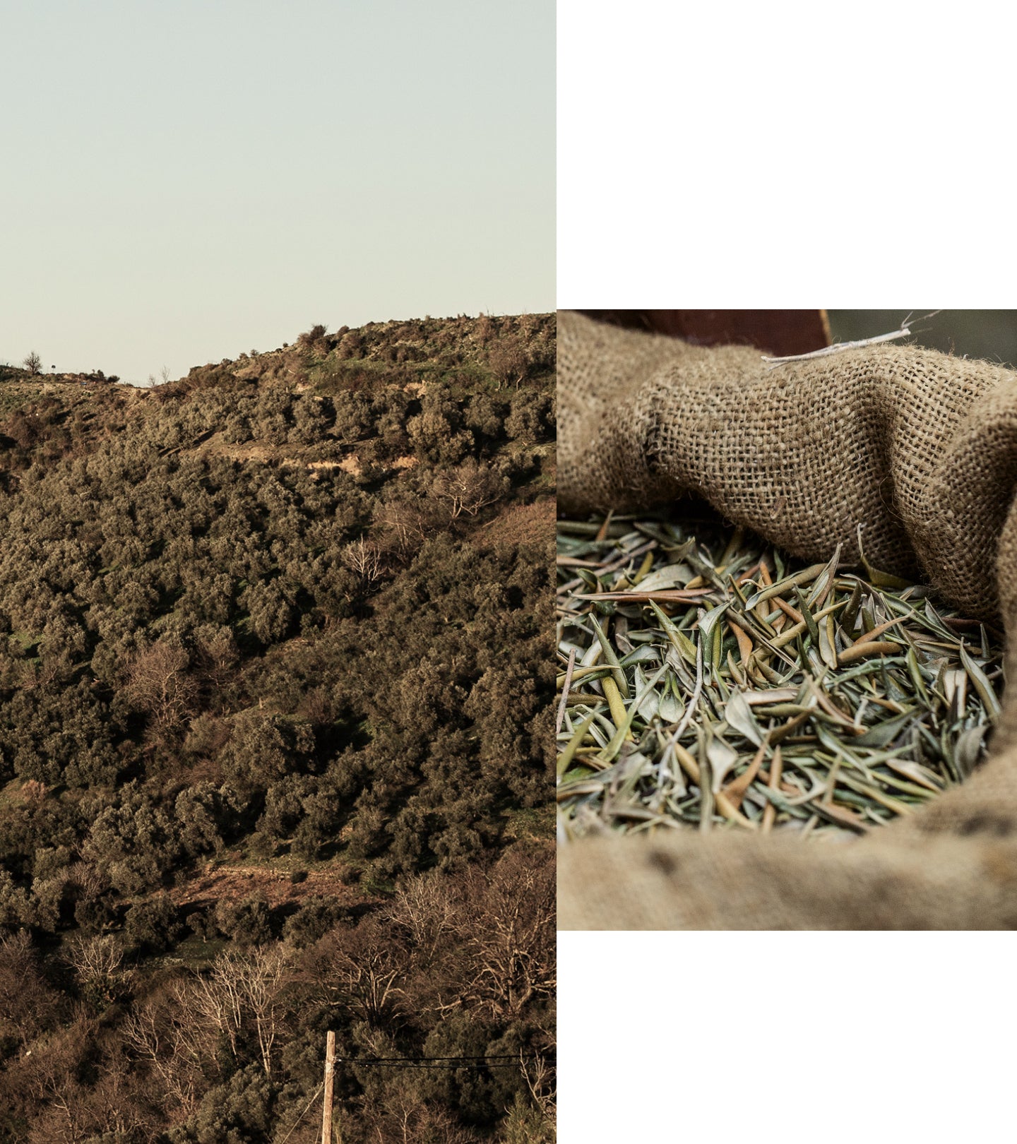 Pure Greek Olive Body Cream Olive Blossom Pure Greek Olive Korres