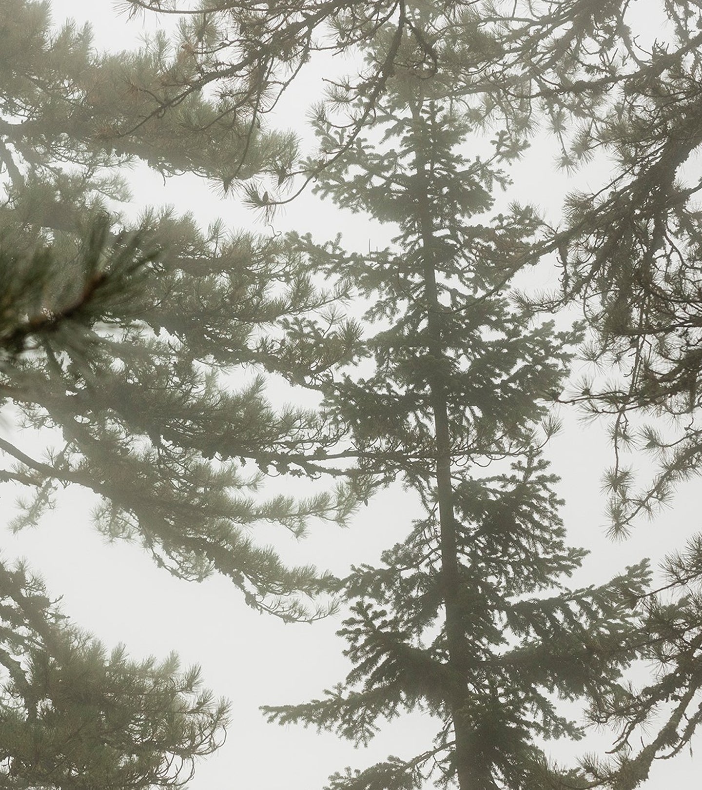 Black Pine Primus 6xHA Wrinkle Smoothing Youth Activator Skincare Korres