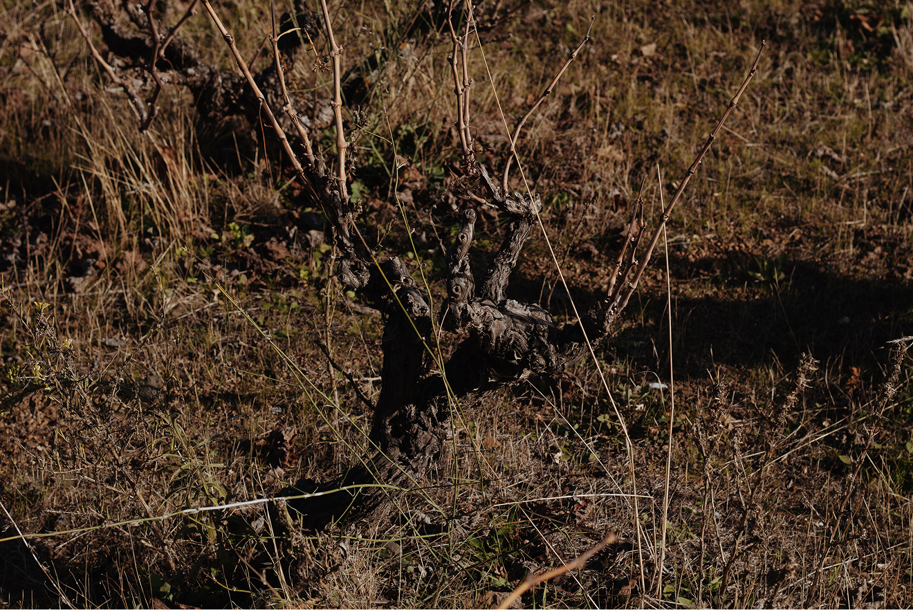 l’impossible du vin or the Voϊ* of the Wines of mount Olympus