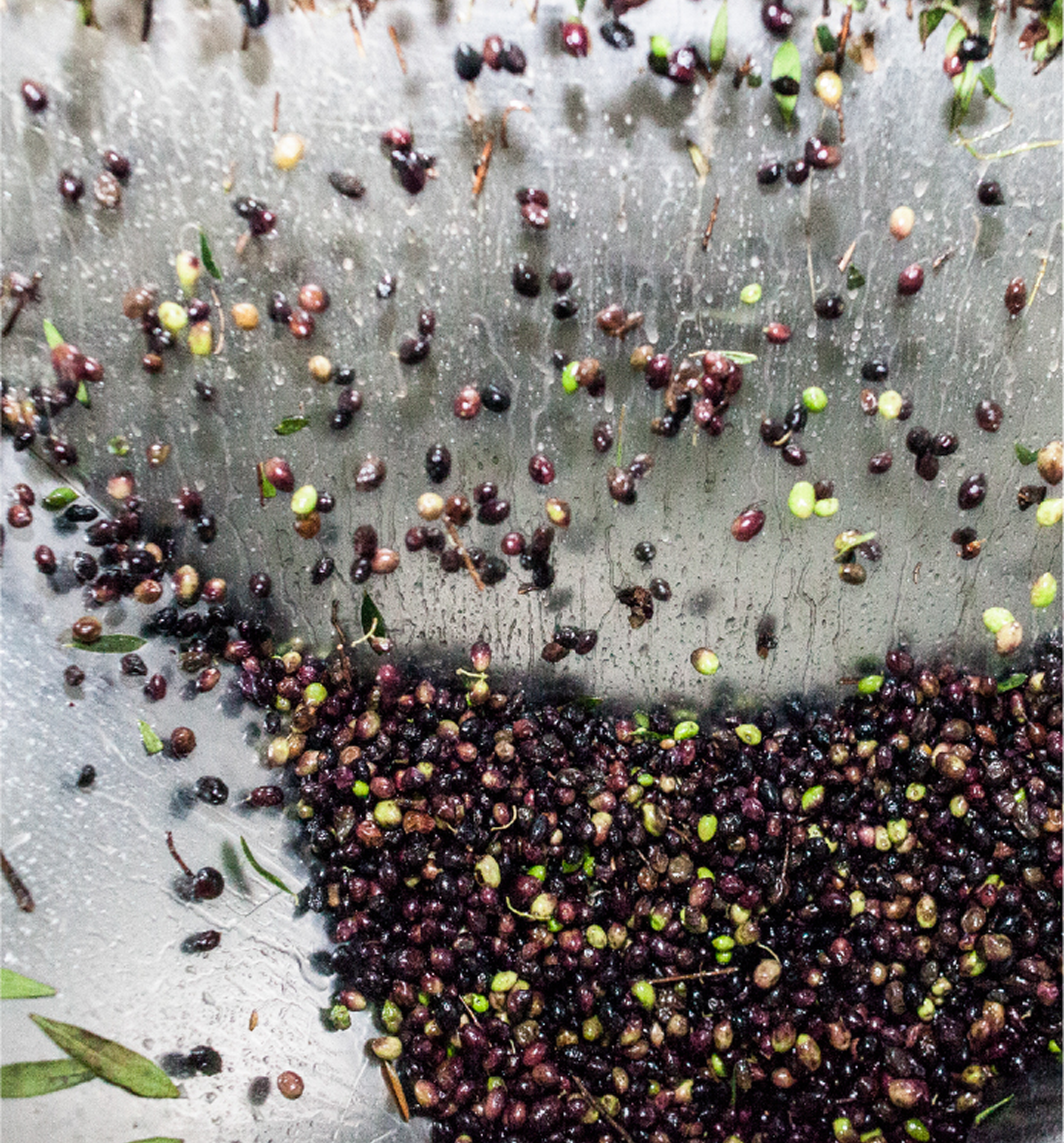 Pure Greek Olive