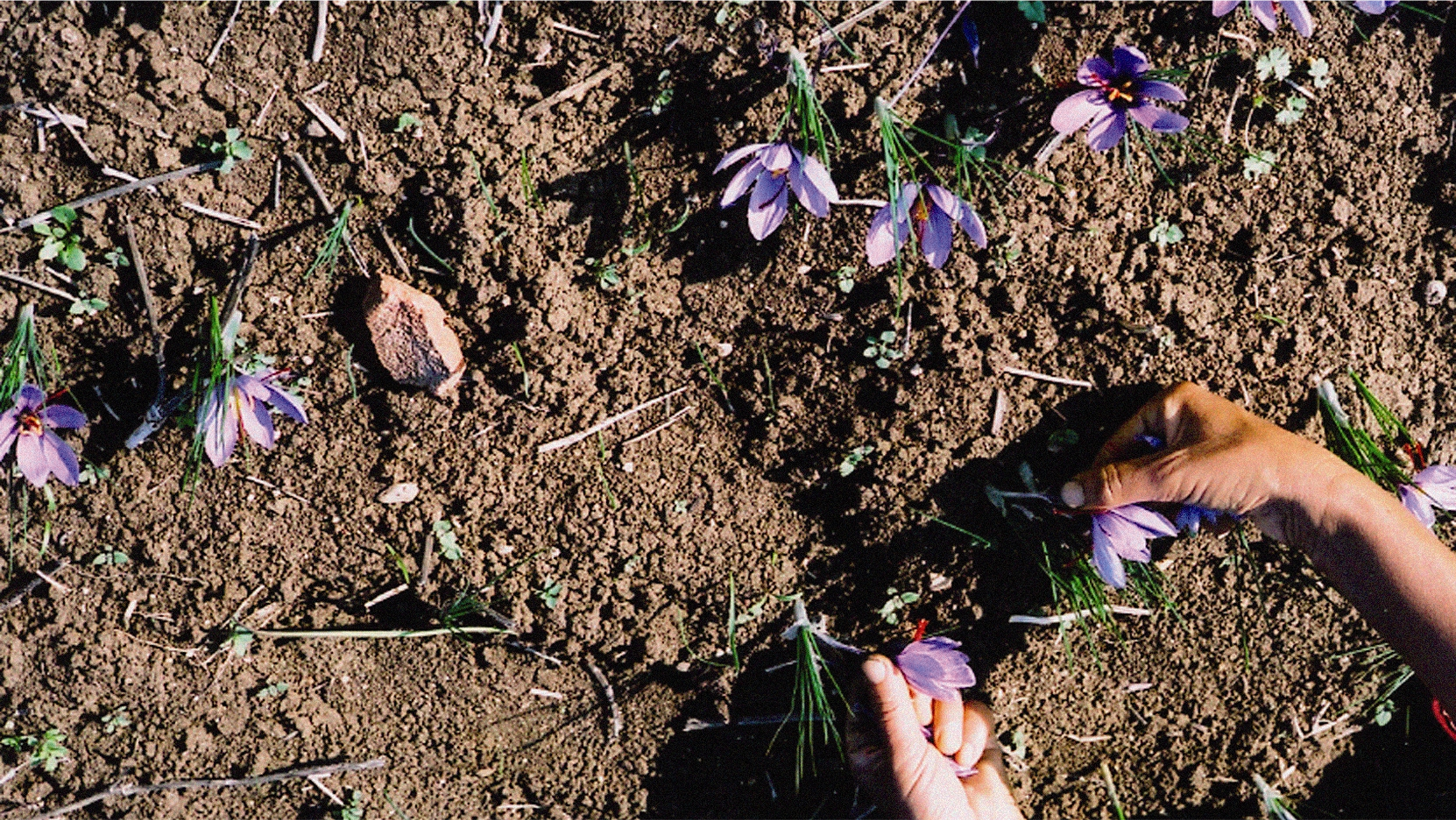 Soil Lab